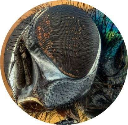 FLY_EYE_resized_for_web_round