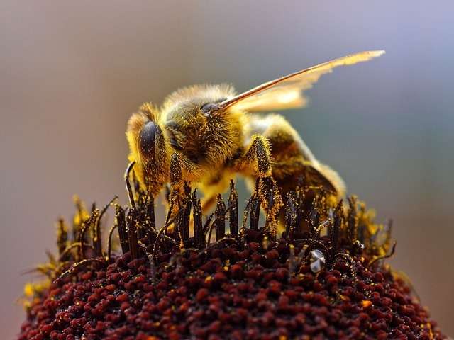 bee_on_flower-640x480