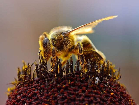 bee_on_flower-640x480