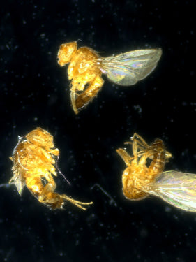 Drosophila