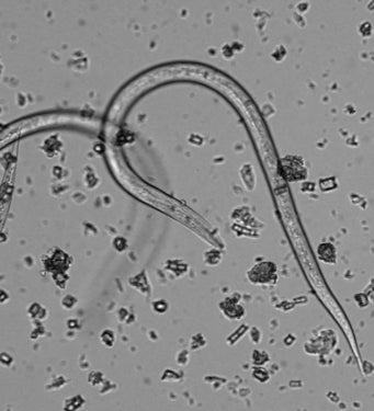 Nematode Microscopes
