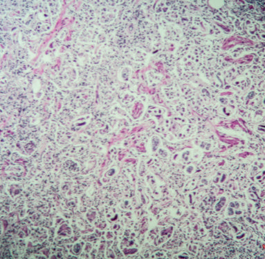Veterinary Microscopes