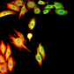 MSHOT MIX60-FLD Fluorescence Microscope