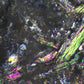 GX Microscopes XPLPoltec-2 Trinocular Transmitted Illumination Polarising Microscope