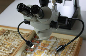 iLUMos Dual Gooseneck LED Microscope Illuminator