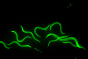 Fluorescence Illuminator for Stereo Microscopes