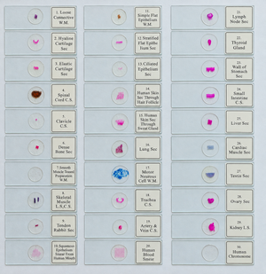 Prepared Histology Slides - Wooden Box Containing 30 Expertly Sectioned and Stained Specimens