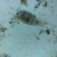ioLight Portable Digital Microscope 1µm resolution 1mm field of view