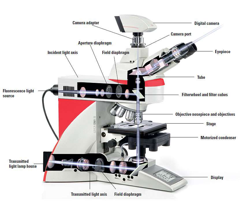 Leica DM4B Research and Consultant's Level Biological Microscope