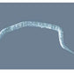 Leica DM IL LED Inverted Biological Microscope