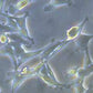 Leica DMi1 Inverted Biological Microscope