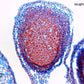 ioLight Portable Digital Microscope 2µm resolution 2mm field of view