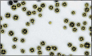 Ellix Image Analysis Software for Fully Automatic Particle Size and Shape Analysis