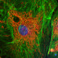 GXCAM FluoMax 8MP Cooled Microscope Camera- ideal for fluorescence