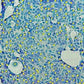 HistoLab Image Analysis Software for Fully Automatic Feature Size, Shape and Colour Analysis