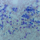 ioLight Portable Digital Microscope 1µm resolution 1mm field of view