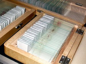 Prepared Botany Slides - Wooden Box Containing 30 Expertly Sectioned and Stained Specimens