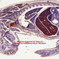 PrimeScan Microscope Slide Scanner. Fast, Easy and 10,000dpi