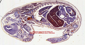 PrimeScan Microscope Slide Scanner. Fast, Easy and 10,000dpi