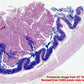 PrimeScan Microscope Slide Scanner. Fast, Easy and 10,000dpi