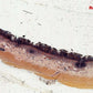 PrimeScan Microscope Slide Scanner. Fast, Easy and 10,000dpi