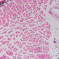 GXCAM Microscope Camera- HiChrome-HR4 HiRes HDMI/USB/WiFi 16MP Premium Microscope Camera- High Resolution Model