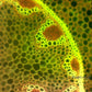 Portable Fluorescence Digital Microscope with WiFi, UK designed and made - ioLight