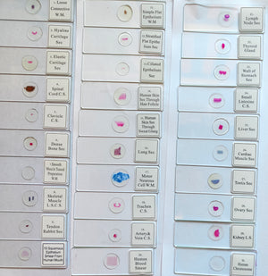 Prepared Histology Slides - Wooden Box Containing 30 Expertly Sectioned and Stained Specimens