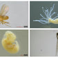 Leica Ivesta 3 Binocular Stereo Microscope. Choice Of Stands- see below