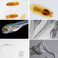 Leica M80 Stereo Microscope Trinocular. Choice Of Stands- see below