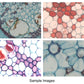 GXCAM-U3PRO Series- Advanced Microscope Cameras- 6.3MP and 20MP