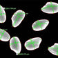 HiChrome-Met New Microscope Camera for 2D and 3D Measurements