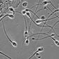 Animal sperm/ semen microscope testing kit with binocular microscope