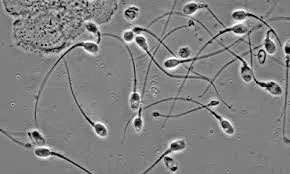 Animal sperm/ semen microscope testing kit with binocular microscope