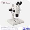 stereo microscope