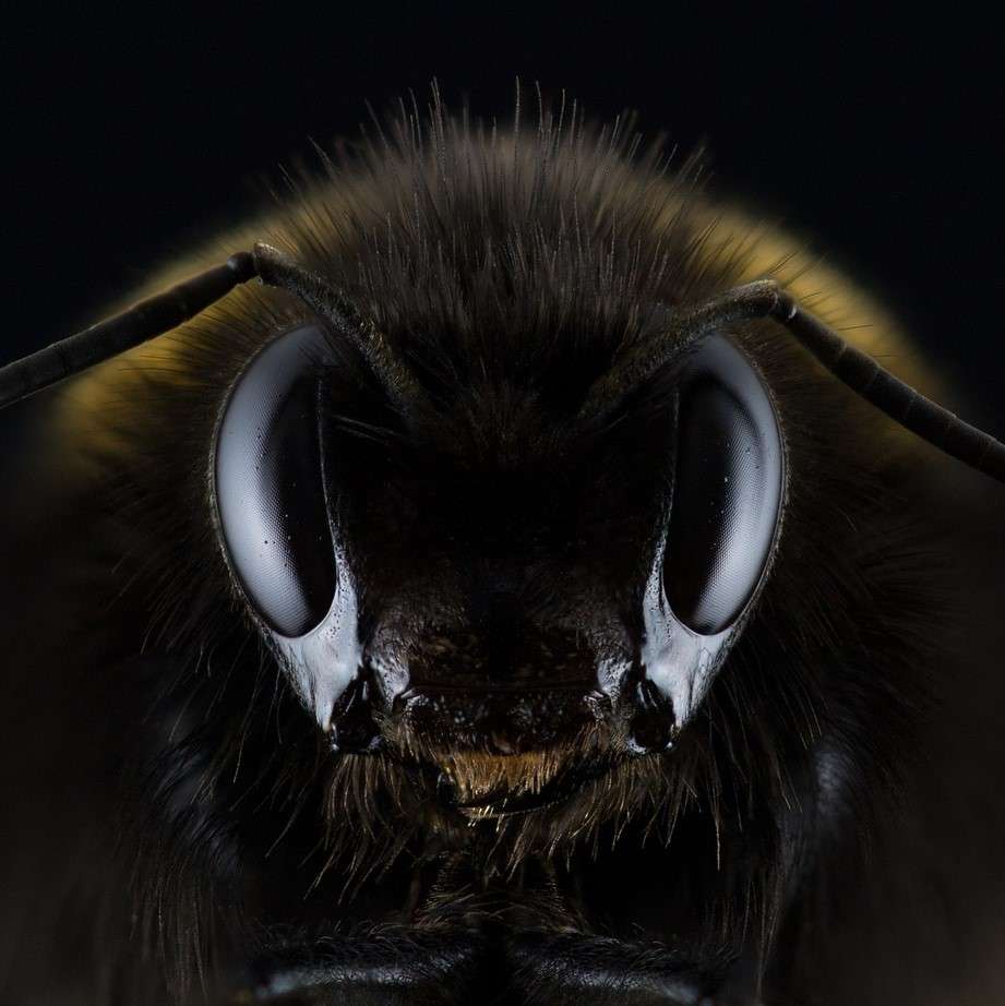 Beekeepers Microscope