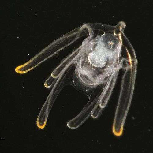 Brittle Star larva using darkfield microscopy