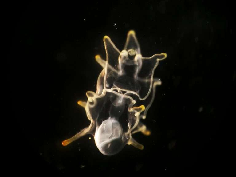 Starfish larva