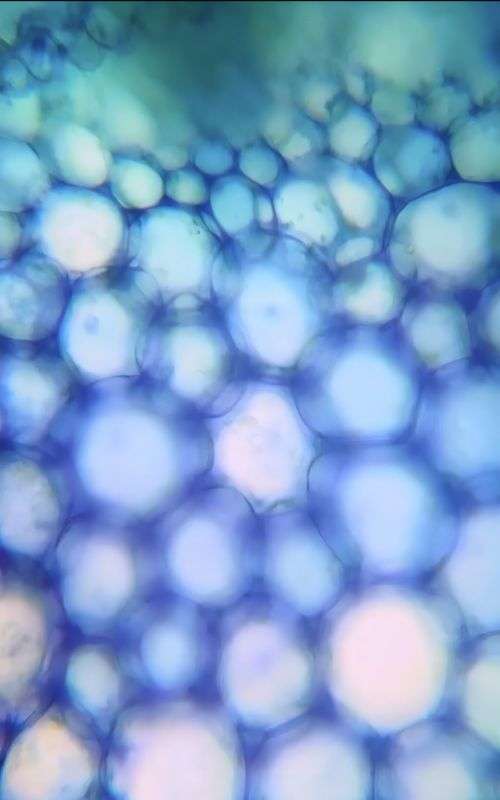 Broccoli under the microscope