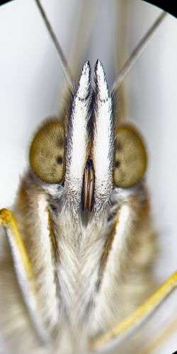 Butterfly face under the microscope