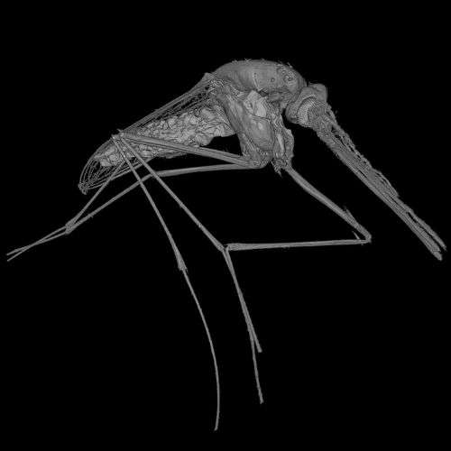 CT image of a mosquito