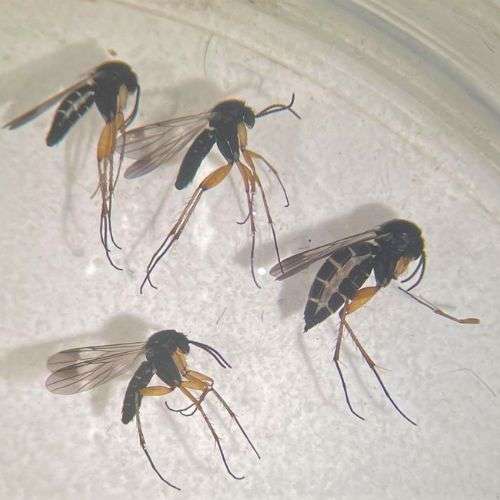 Fungus gnats