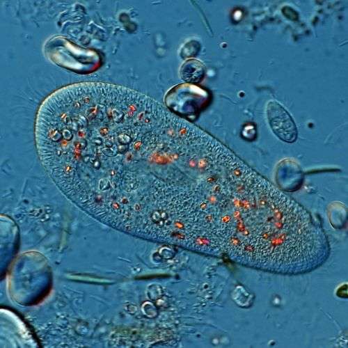 Paramecium under the microscope by Microbehunter