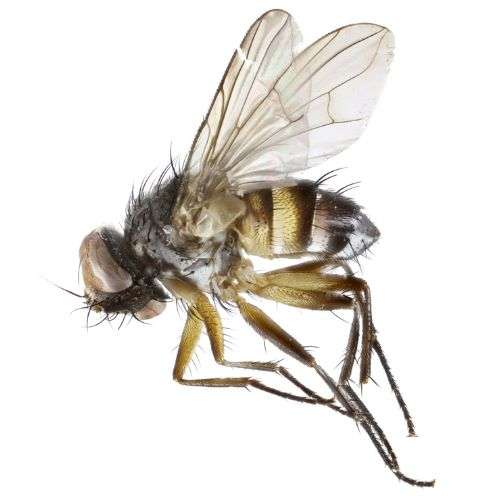 Pseudoredtenbacheria fly