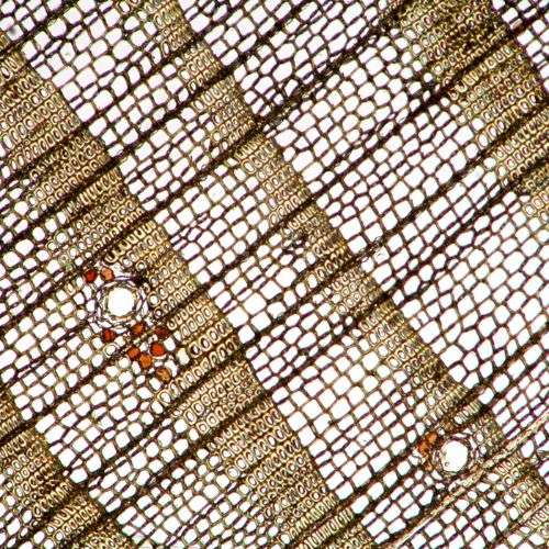 microbehunter spruce wood under microscope