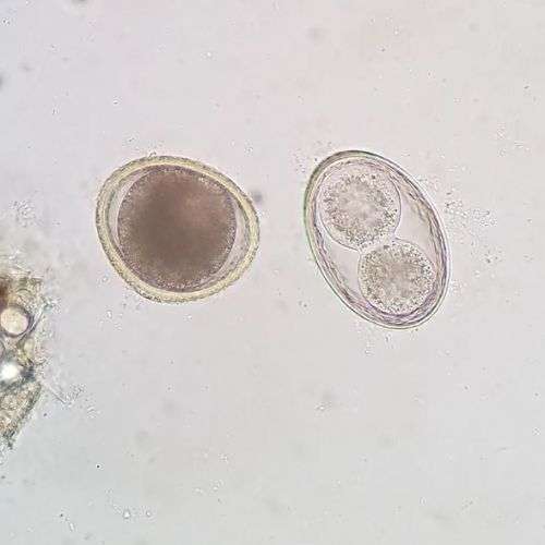 Toxocara canis (roundworm) on the left and Toxascaris leonina on the right.